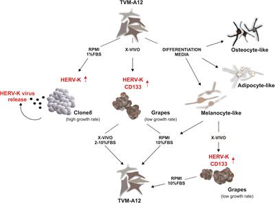 Human Endogenous Retrovirus K in the Crosstalk Between Cancer Cells Microenvironment and Plasticity: A New Perspective for Combination Therapy